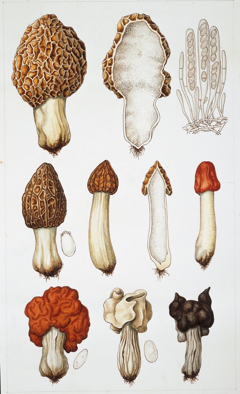 Mushrooms (colour litho) بواسطة المدرسة الايطالية