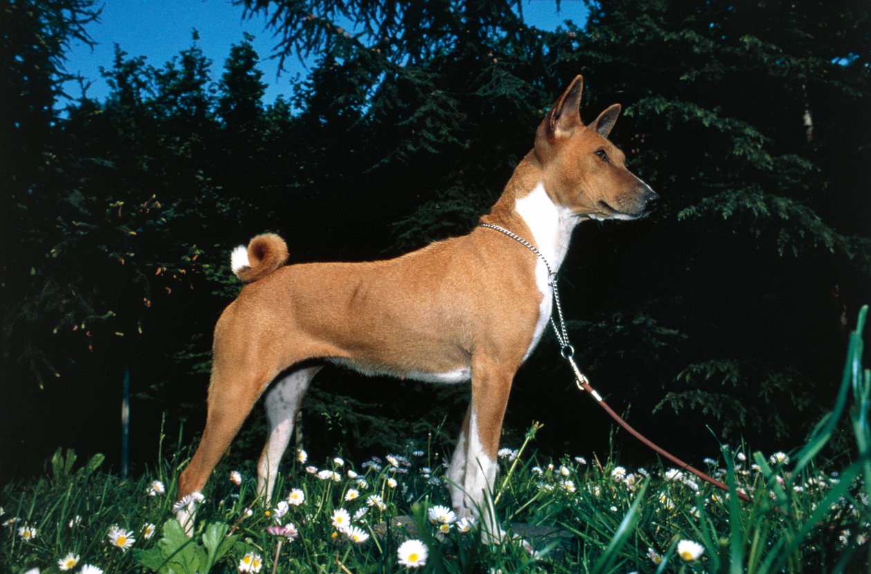 Basenji Dog (صورة) بواسطة المدرسة المقدونية