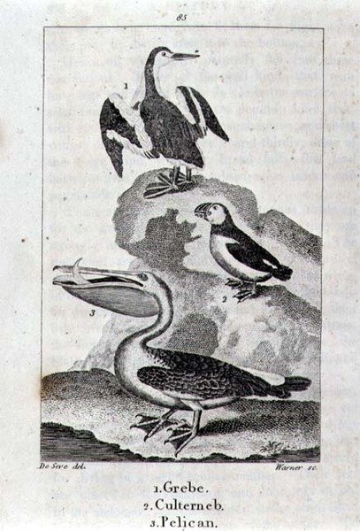 Grebe و Culterneb و Pelican من A History of the Earth and Animated Nature ، لندن 1816 (نقش على الألواح النحاسية) بواسطة مدرسة الاسبانية