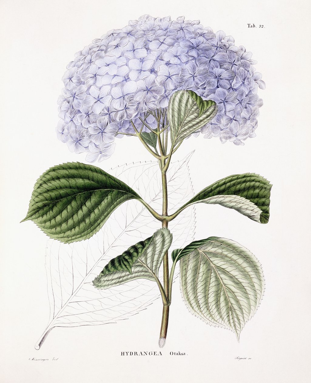 Hydrangea Ottaksa ، c.1835-70 بواسطة سيباستيان مينسينجر