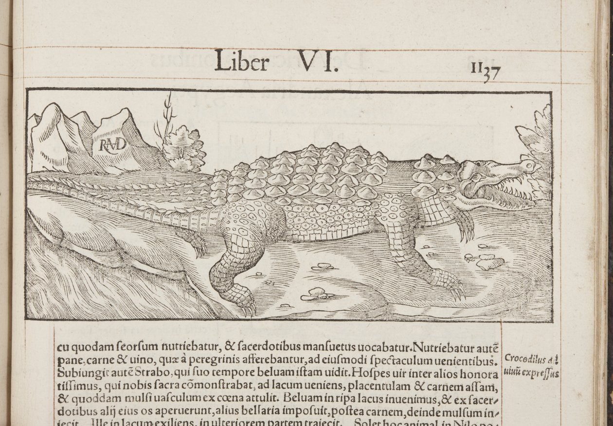 Cosmographia ، Fol 1137، 1544 بواسطة سيباستيان مونستر