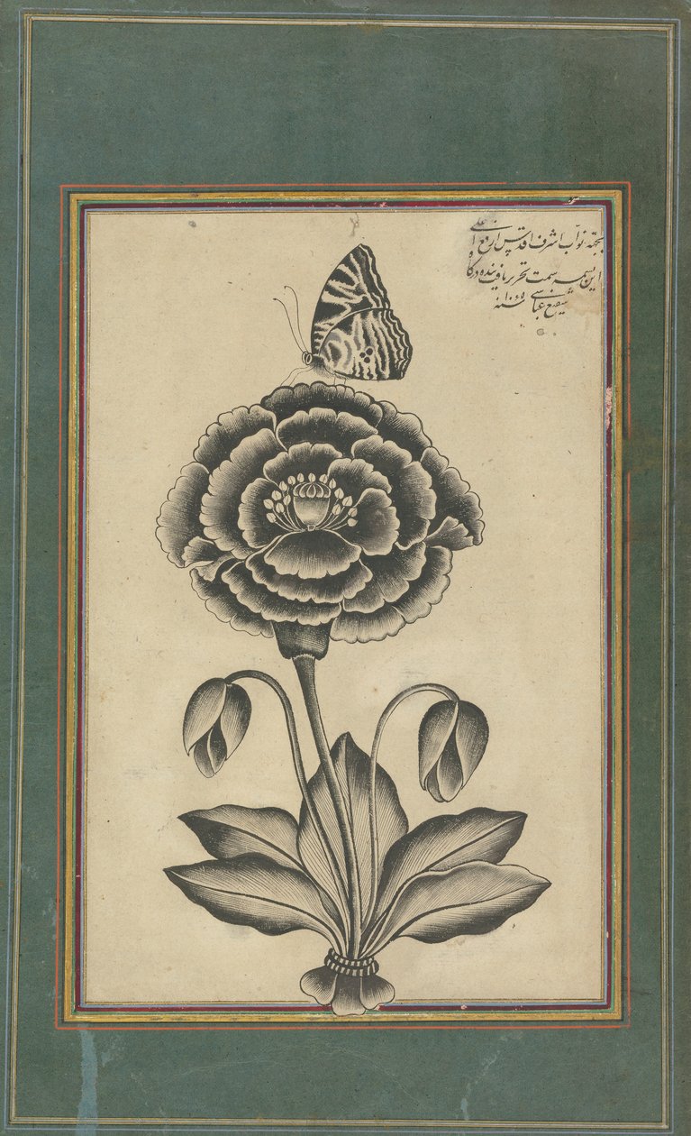 زهرة وفراشة بواسطة شافي