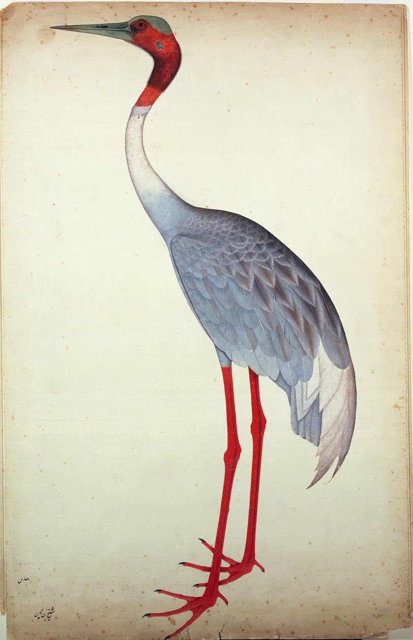 ساروس كرين ، رسمت للسيدة إمبي في كالكوتا ، c.1780 بواسطة الشيخ زين الدين