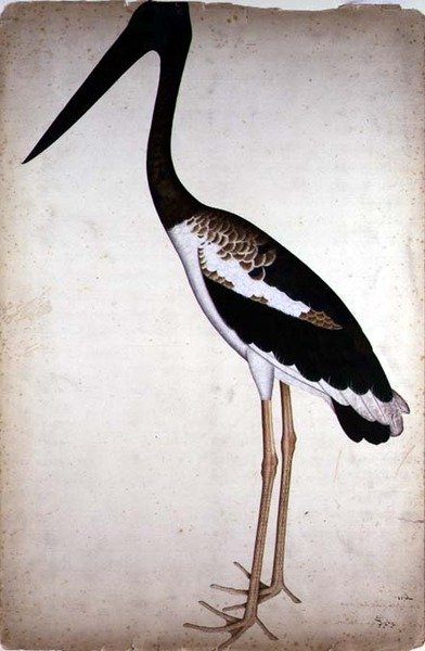 اللقلق الأسود ، Xenorhynchus Asiaticus ، رسمت للسيدة إمبي في كلكتا ، حوالي عام 1780 (الغواش على الورق) بواسطة الشيخ زين الدين (ط. 1777-83)