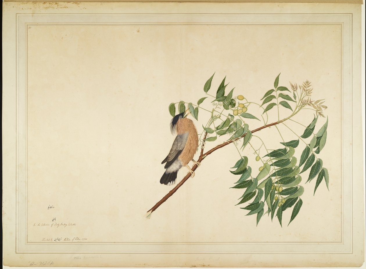 Brahminy Starling على فرع شجرة النيم ، الورقة من سلسلة بتكليف من سيدة Impey ، 1780 بواسطة الشيخ زين الدين