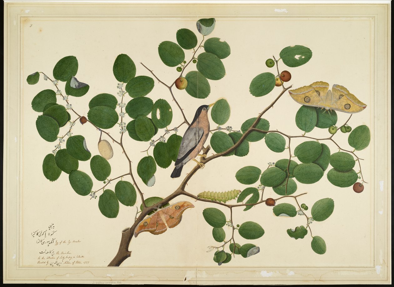 Brahminy Starling مع اثنين من فراشة Antheraea ، Caterpillar ، و Cocoon على شجرة العناب الهندية ، الورقة من سلسلة بتكليف من Lady Impey ، 1777 بواسطة الشيخ زين الدين