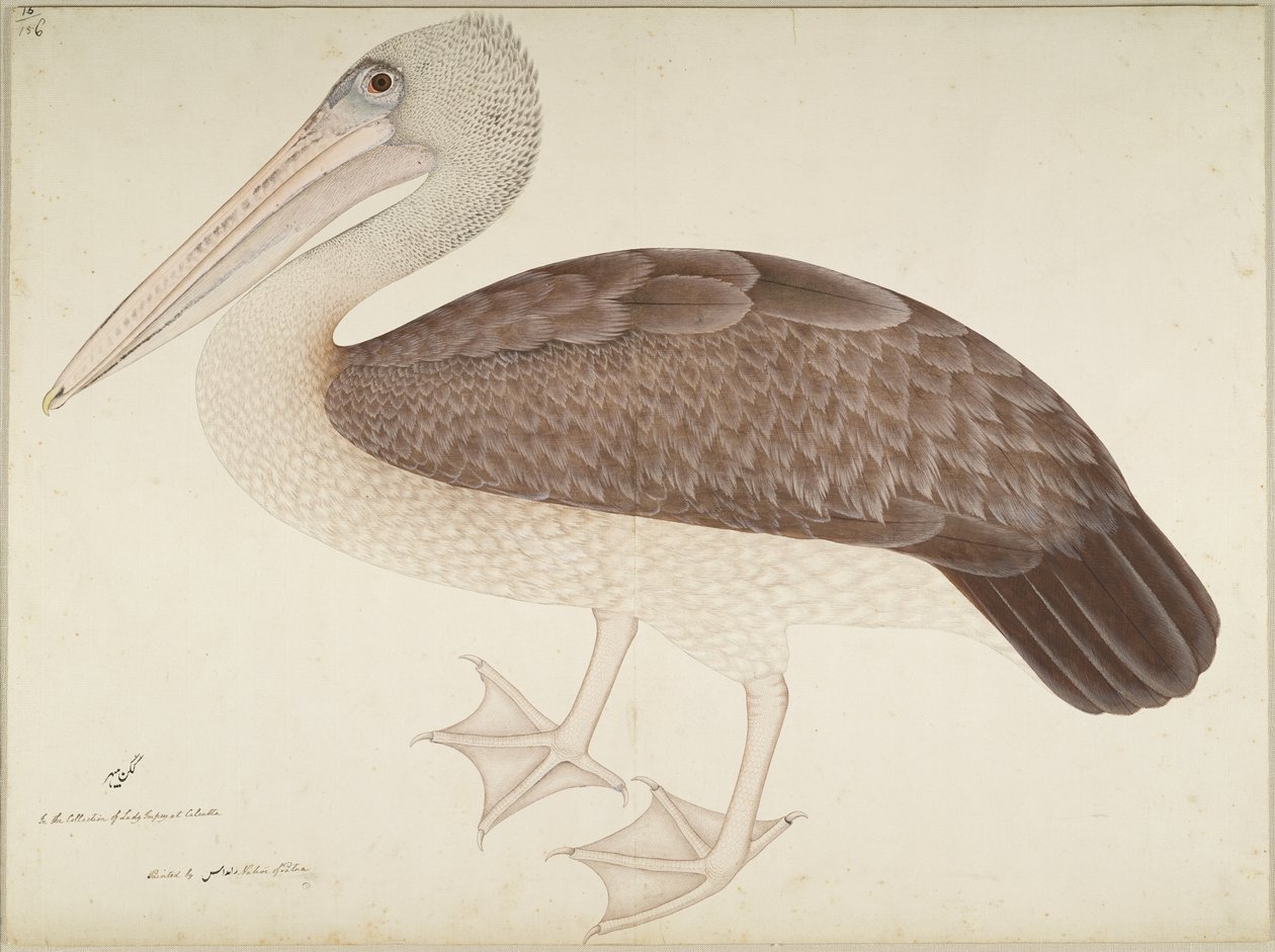 البجع البجع ، ورقة من سلسلة بتكليف من سيدة Impey ، c.1780-82 بواسطة الشيخ زين الدين