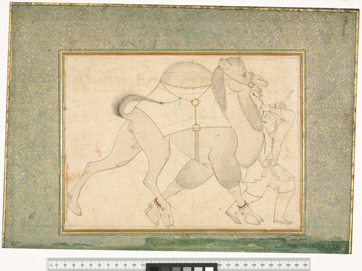 الجمل والعريس ، 1545-76 بواسطة شيخ محمد