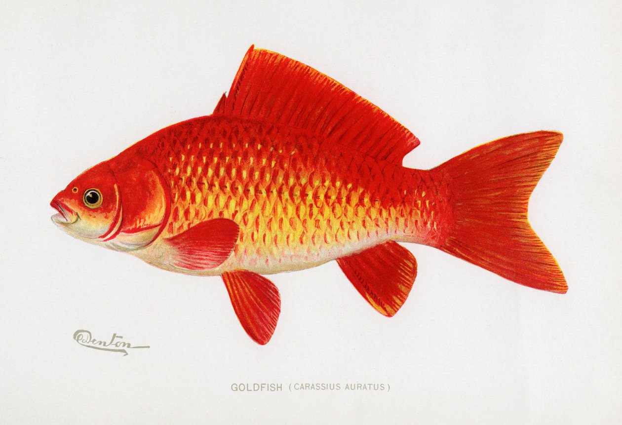 ذهبية (Carassius Auratus) بواسطة شيرمان فوت دينتون