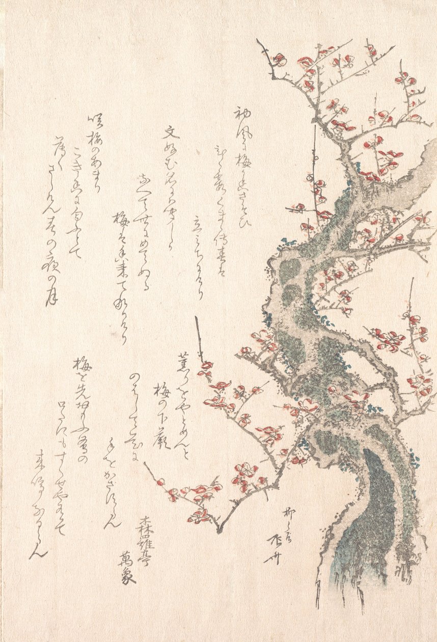 مجموعة مطر الربيع Harusame shu، vol. 1: شجرة البرقوق في بلوم ، كاليفورنيا. 1805-10. ، كاليفورنيا. 1805-10. بواسطة شينساي