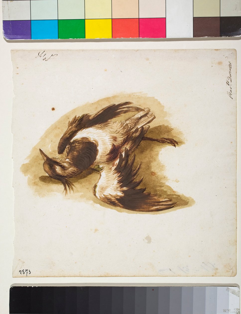 The Dead Lapwing (رسم) بواسطة سينيبالدو سكورزا