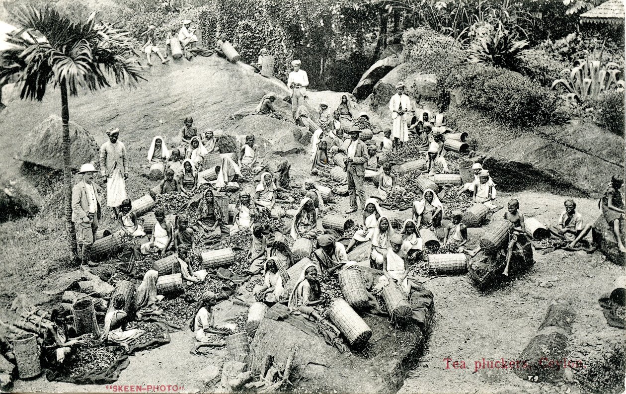 نتف الشاي ، سيلان ، c.1900-1930 بواسطة سكين وشركاه