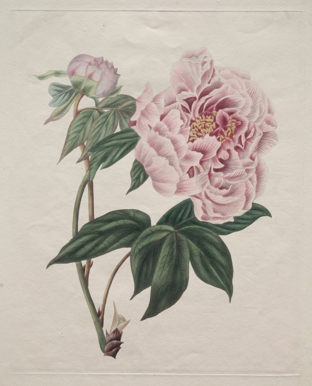 الصينية شجرة الفاوانيا Paeonia سوفروتيكوزا ، ج. 1820. بواسطة حداد