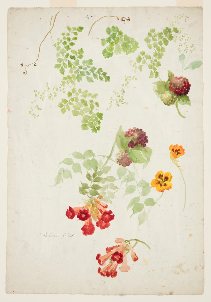 Stuy of Maidenhair Fern و Trumpet Vine و Nasturtium بواسطة صوفيا ل