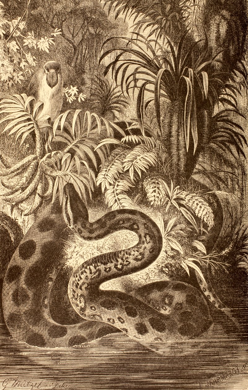 أناكوندا تبحث عن فريسة ، من "La Vida de los Animales" ، نُشر في إسبانيا c.1885 بواسطة المدرسة الاسبانية