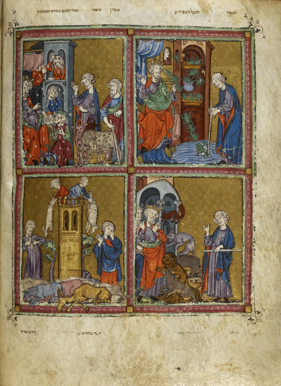 يضيف. 27210، f.12v مشاهد من الخروج: آفات القمل والضفادع والذبحة والأوبئة ، رسوم توضيحية من "The Golden Haggadah" (حبر ، لون وذهب على ورق) بواسطة المدرسة الاسبانية