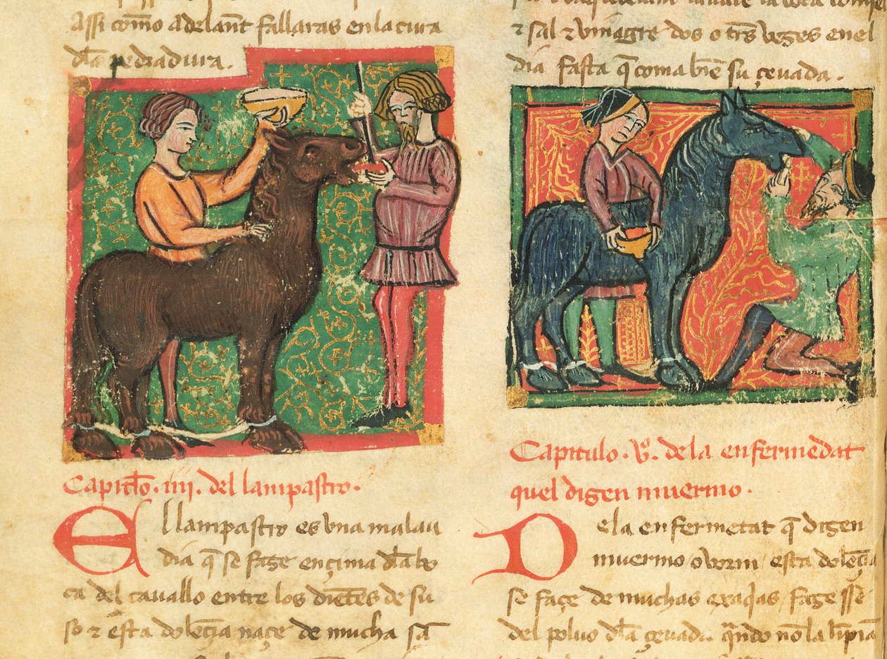 السيدة 214 fol.26v علاج التهاب اللسان في الحصان ، من Libro de Menescalcia y Albeyteria بواسطة Juan Alvarez ، c.1390 بواسطة المدرسة الاسبانية