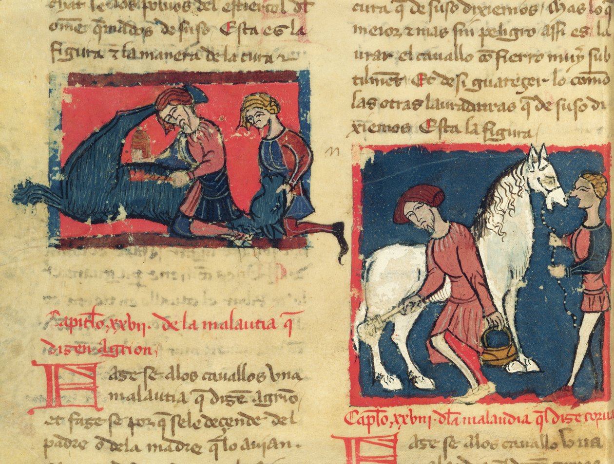السيدة 214 fol.38r معالجة الحصان بالجرب ، من Libro de Menescalcia y Albeyteria بواسطة Juan Alvarez ، c.1390 بواسطة المدرسة الاسبانية