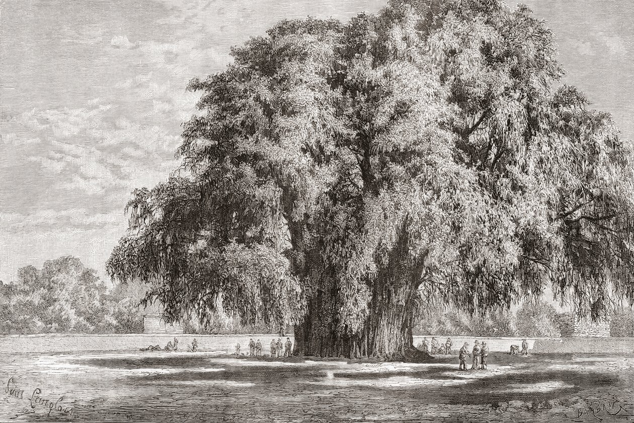 سانتا ماريا ديل تولي ، أواكساكا ، المكسيك: The Tule Tree بواسطة المدرسة الاسبانية