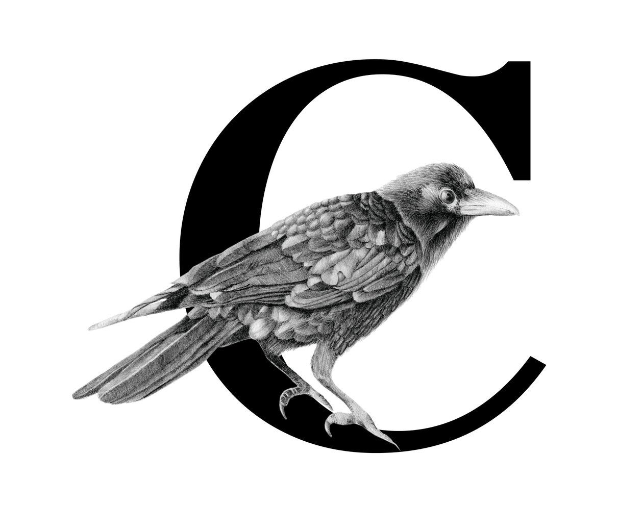 C للغراب، 2018 (قلم جرافيت ورقمي) بواسطة ستايسي هسو