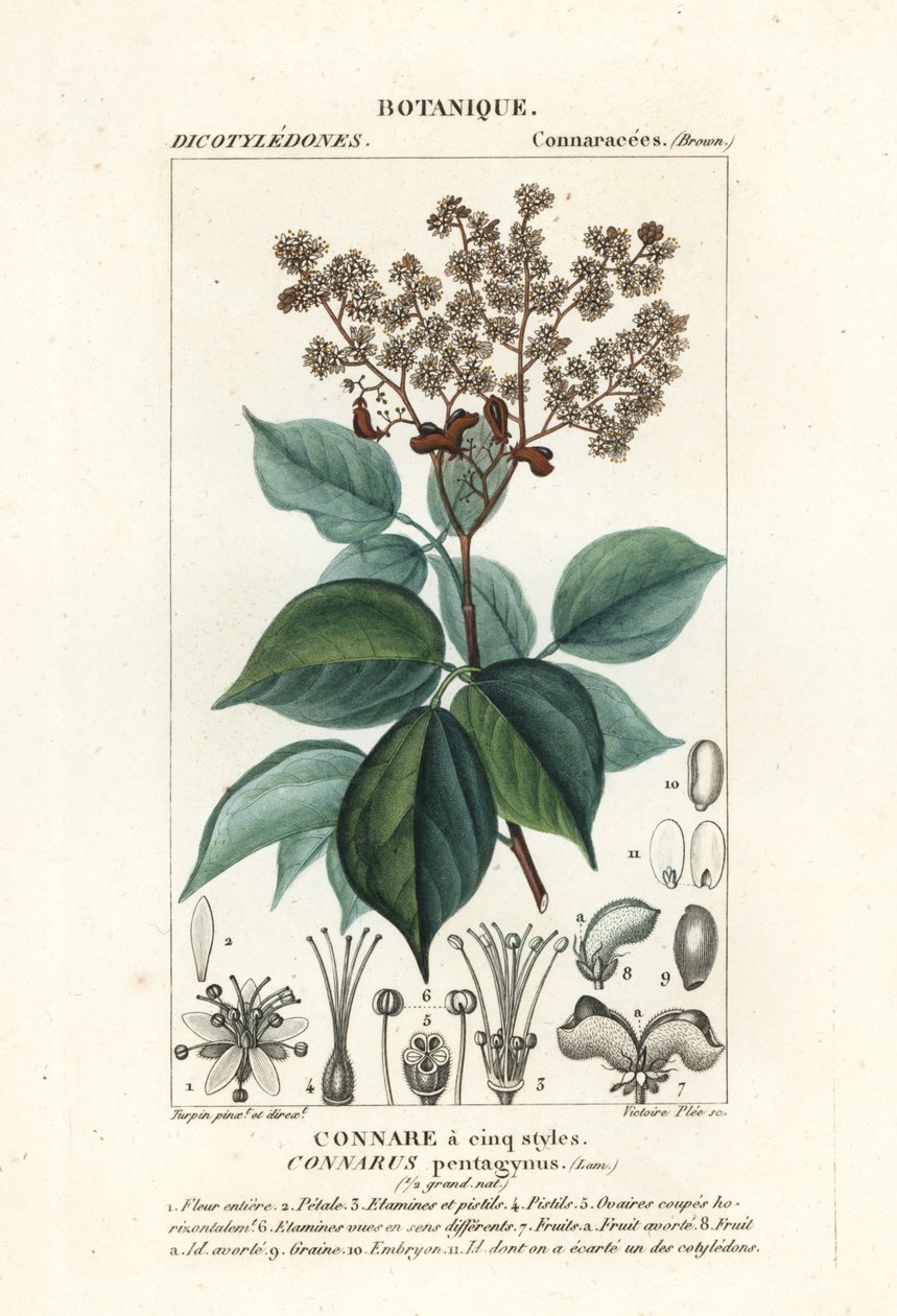 Agelaea pentagyna بواسطة ستانغي ستانغي