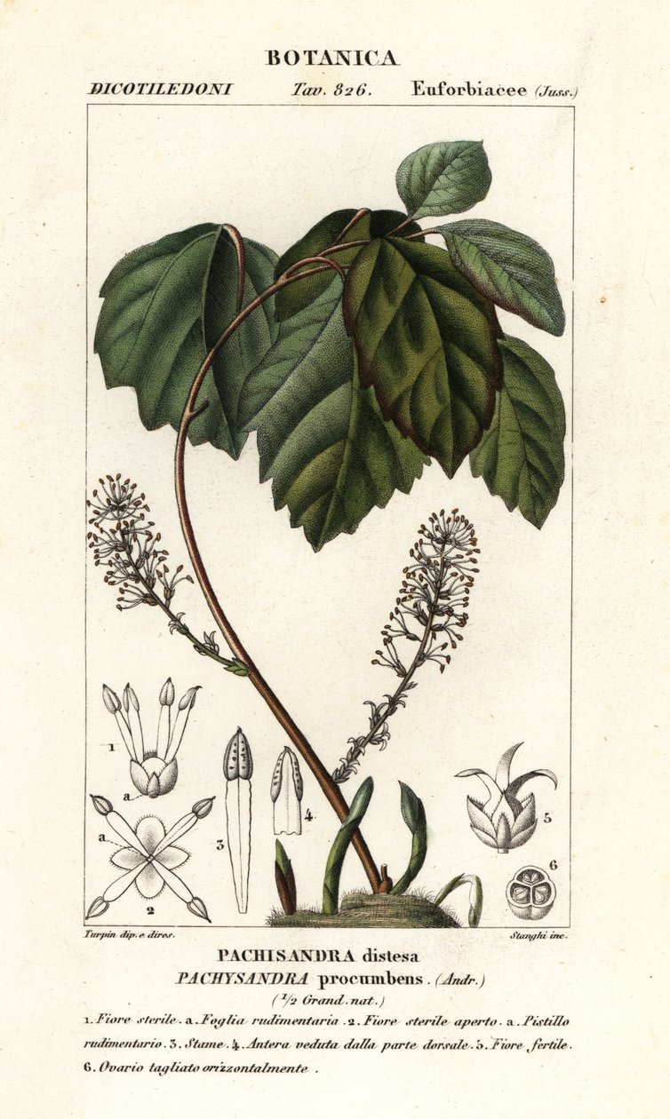 Allegheny flush ، Pachysandra السجود بواسطة ستانغي ستانغي