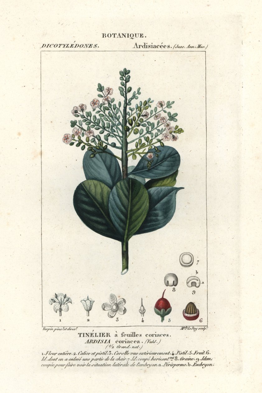 خشب البقر ، Ardisia coriacea بواسطة ستانغي ستانغي