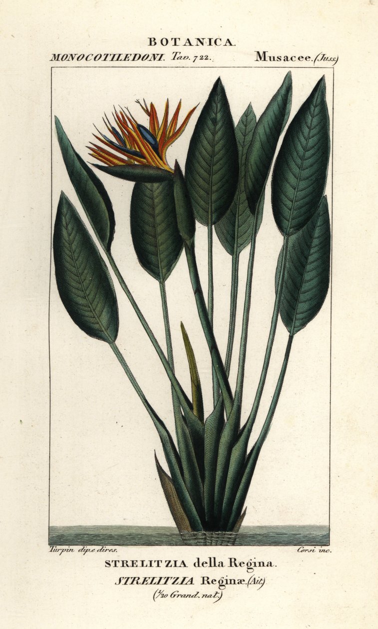 طائر الجنة Strelitzia reginae بواسطة ستانغي ستانغي