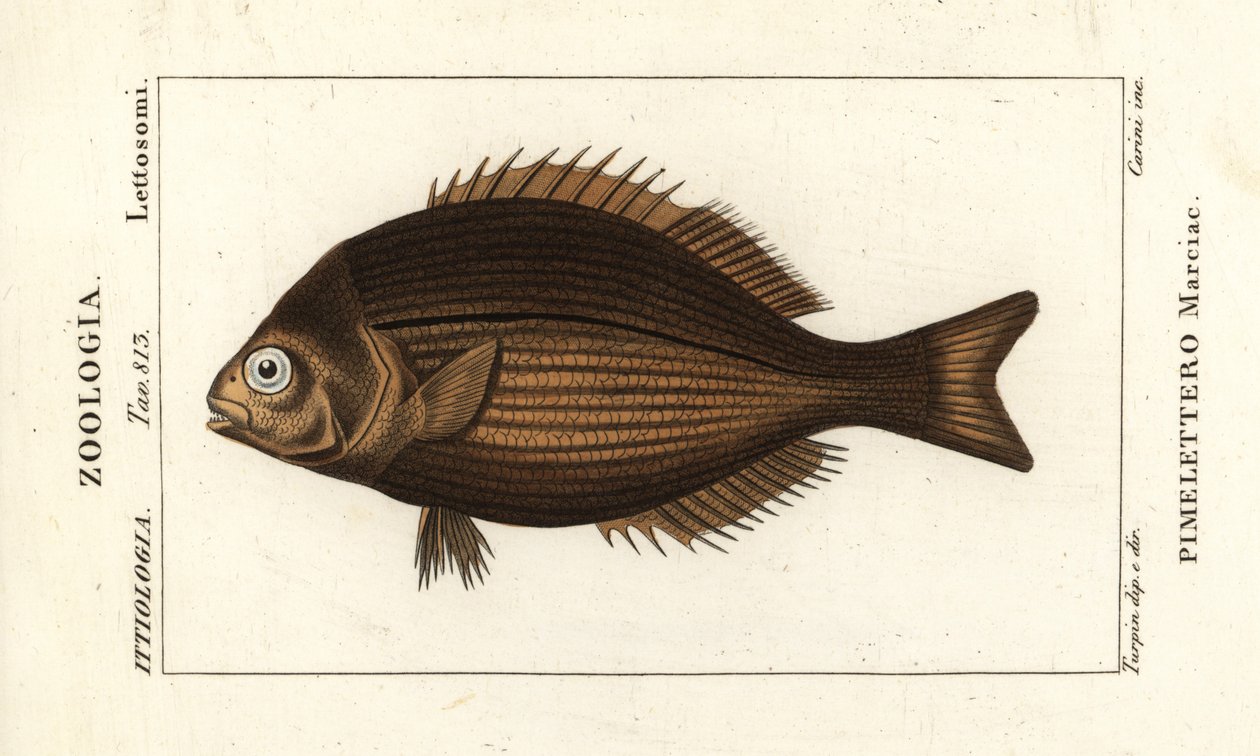 الشوب البراسي ، Kyphosus vaigiensis بواسطة ستانغي ستانغي