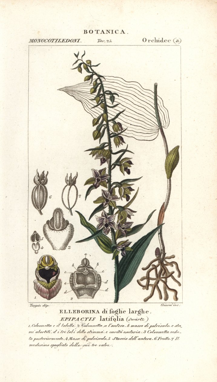 أوركيد هيلبورين واسع الأوراق ، Epipactis helleborine بواسطة ستانغي ستانغي