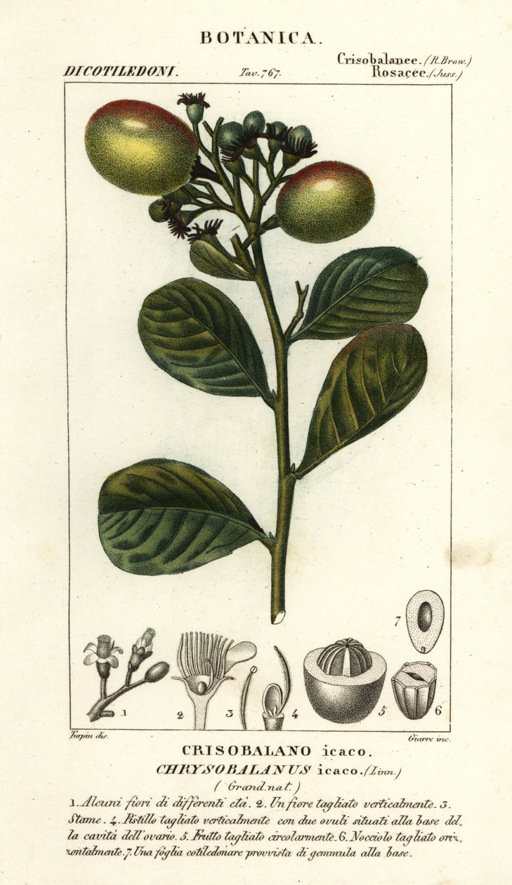 Cocoplum ، Chrysobalanus icaco بواسطة ستانغي ستانغي