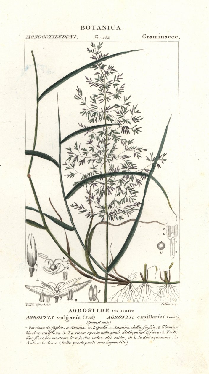 عازمة مشتركة ، Agrostis capillaris بواسطة ستانغي ستانغي