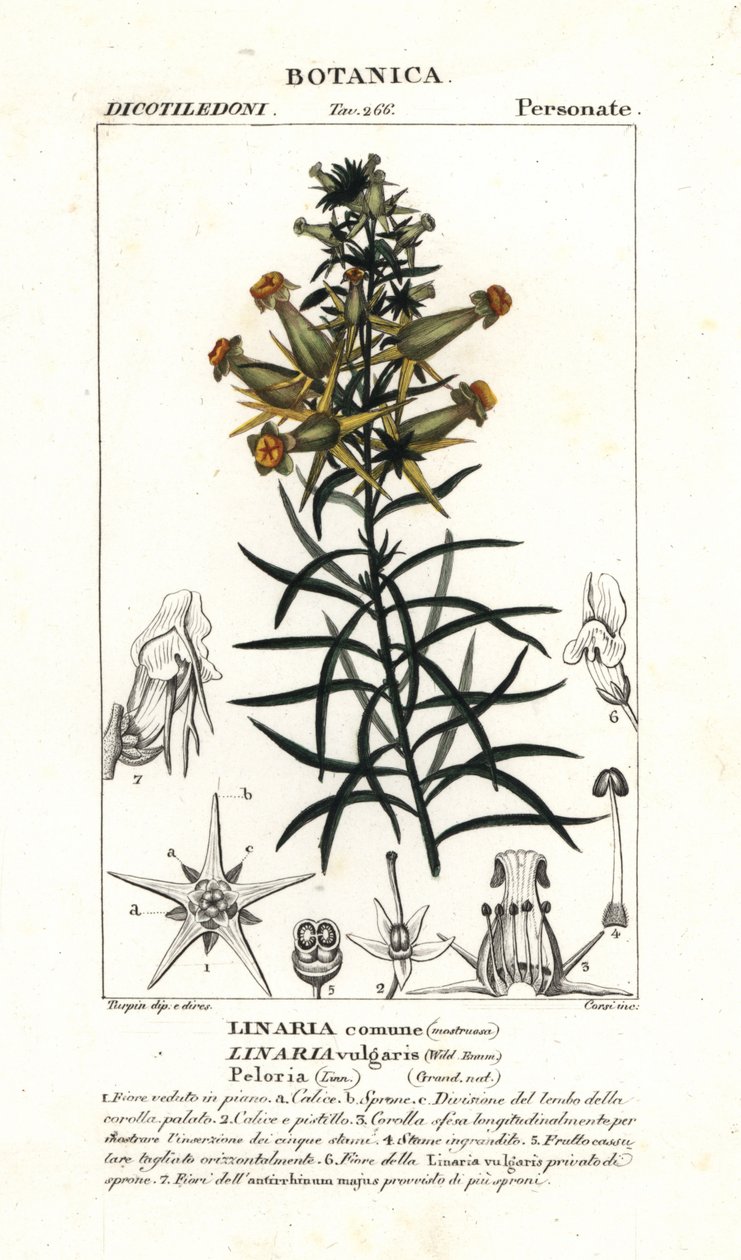 العلجوم الشائع أو الضفدع الأصفر ، Linaria vulgaris بواسطة ستانغي ستانغي