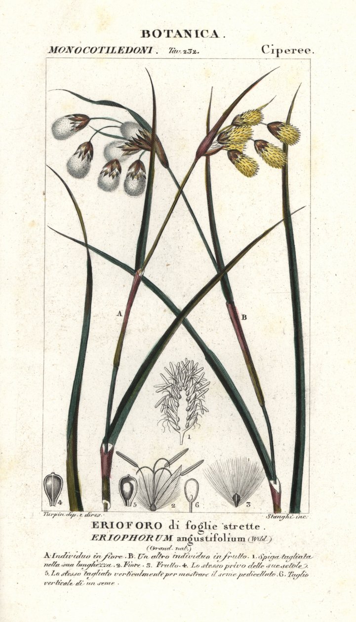 Cottongrass أو cottonsedge ، Eriophorum angustifolium بواسطة ستانغي ستانغي