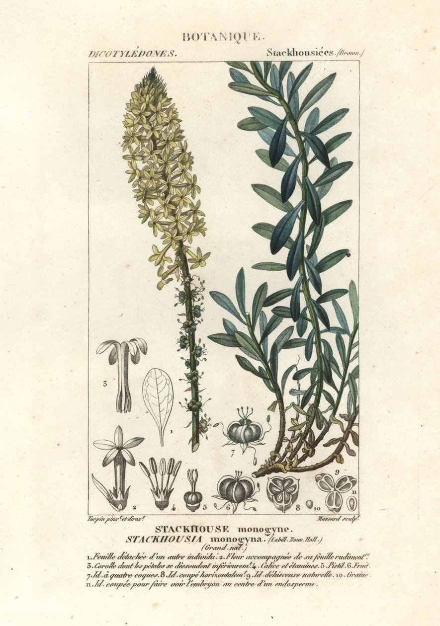 شموع كريمية ، Stackhousia monogyna بواسطة ستانغي ستانغي
