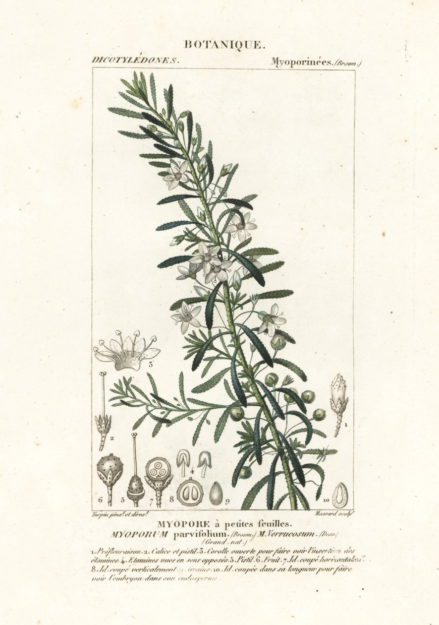 boobialla الزاحف ، Myoporum parvifolium بواسطة ستانغي ستانغي