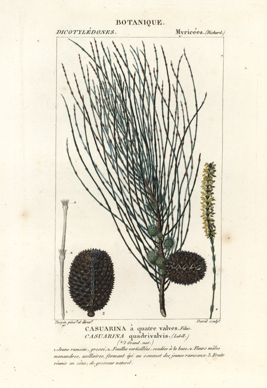 تدلى الشوك ، Allocasuarina verticillata بواسطة ستانغي ستانغي