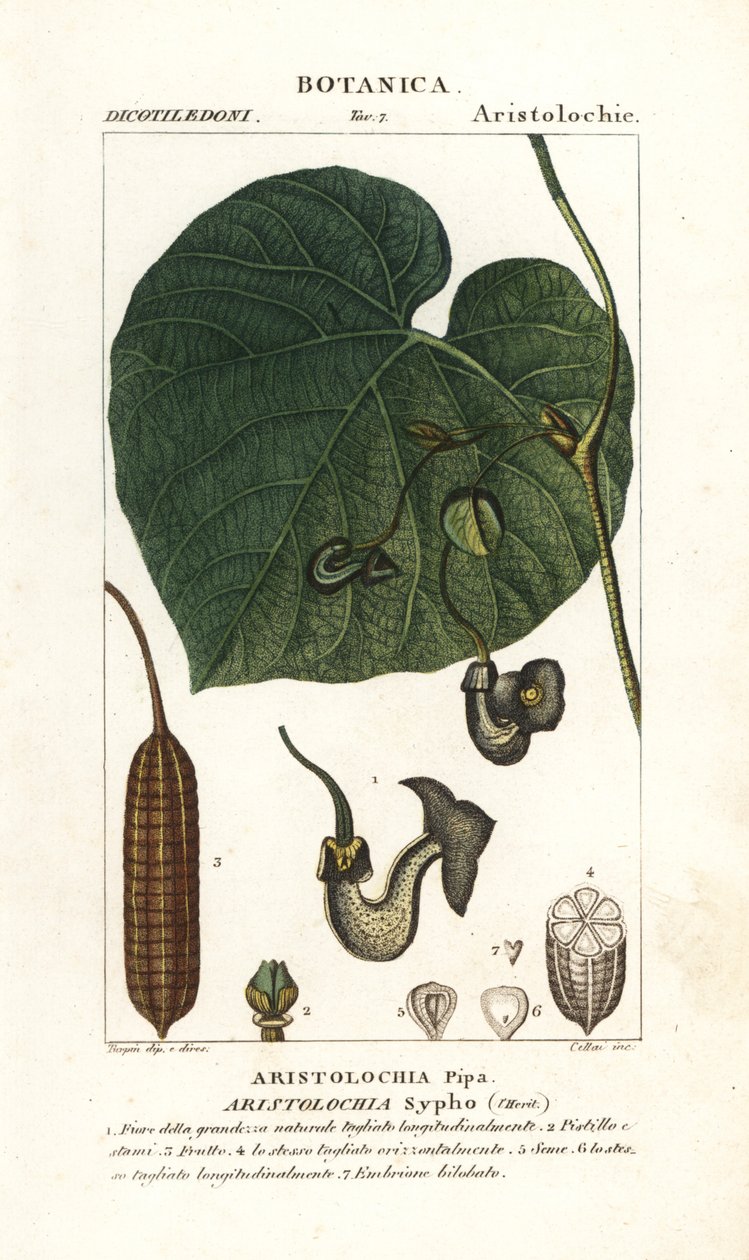 أنبوب الهولندي أو الأنابيب ، Aristolochia macrophylla بواسطة ستانغي ستانغي