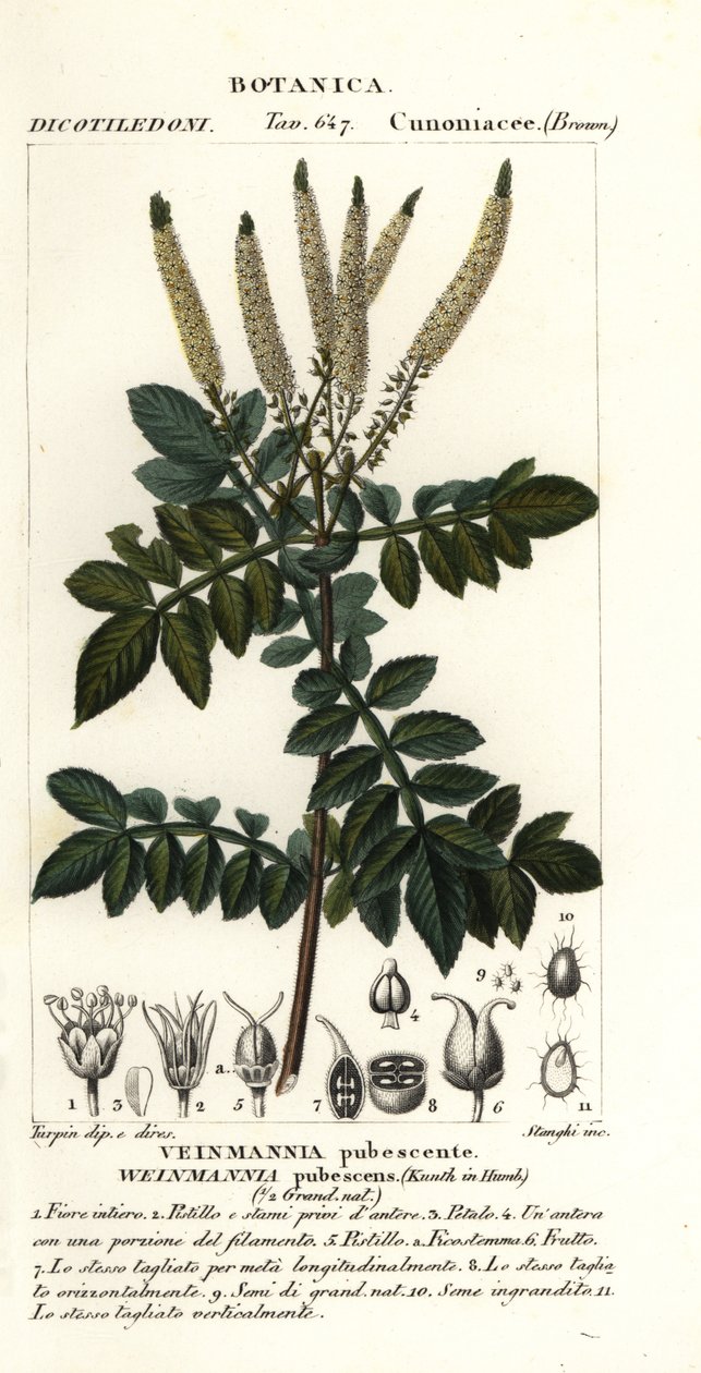 الشاعل ، Weinmannia pubescens بواسطة ستانغي ستانغي