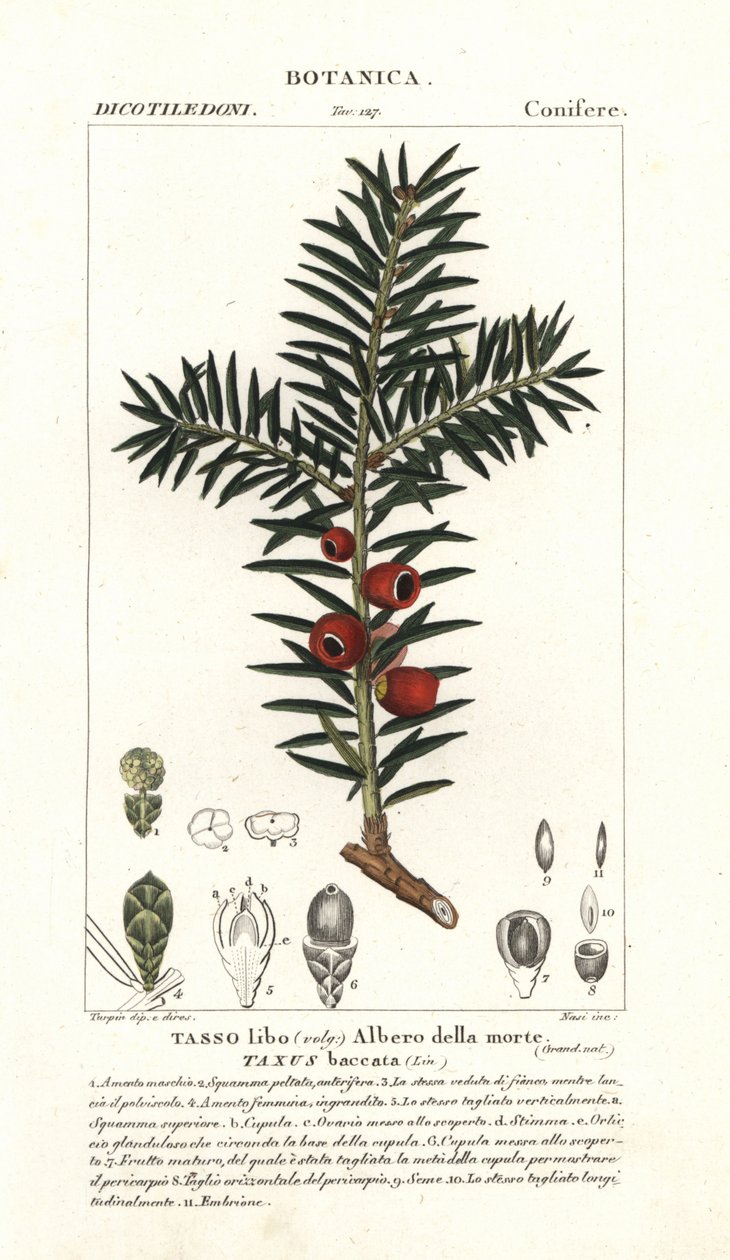 شجرة الطقسوس الأوروبية ، Taxus baccata بواسطة ستانغي ستانغي