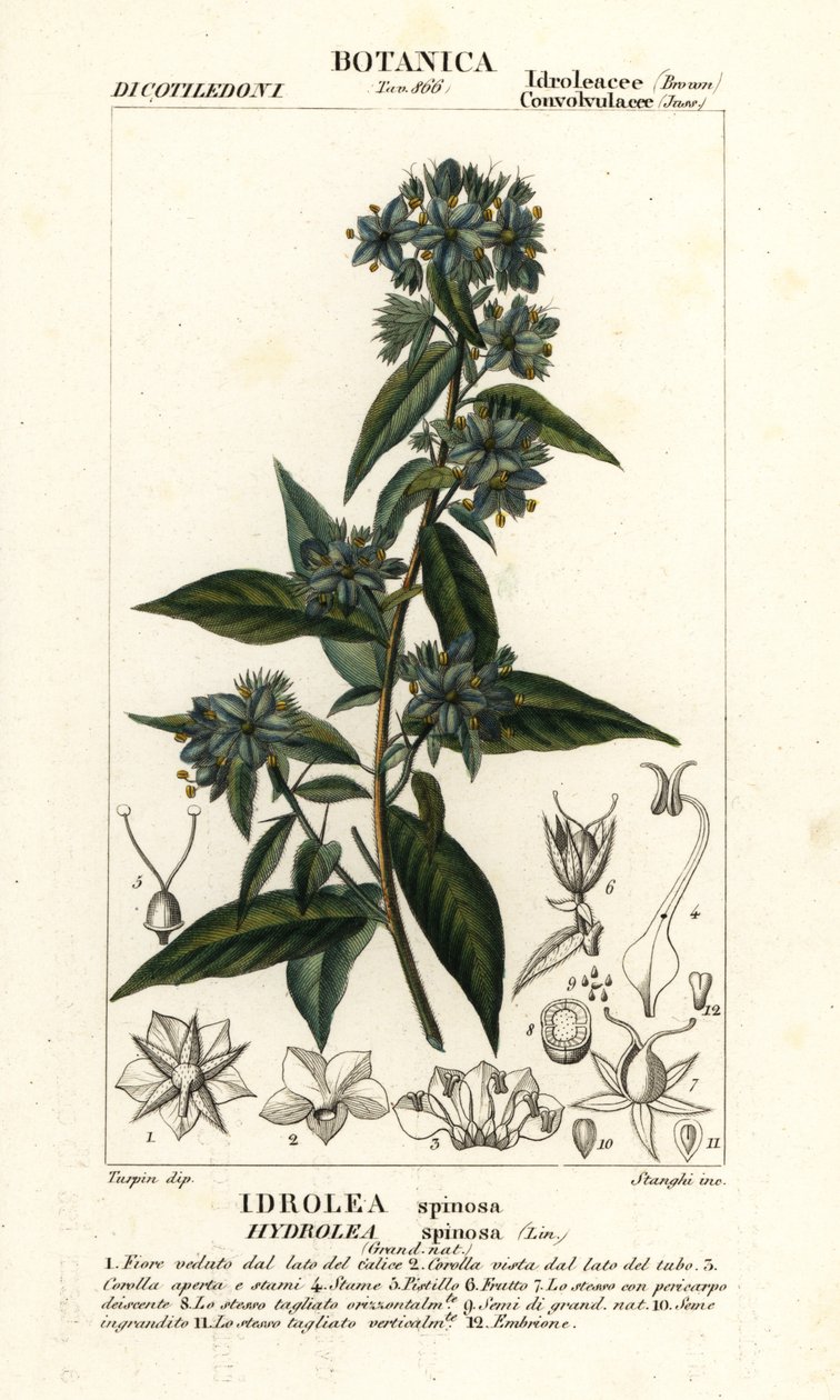 أوراق نباتية كاذبة ، Hydrolea spinosa بواسطة ستانغي ستانغي