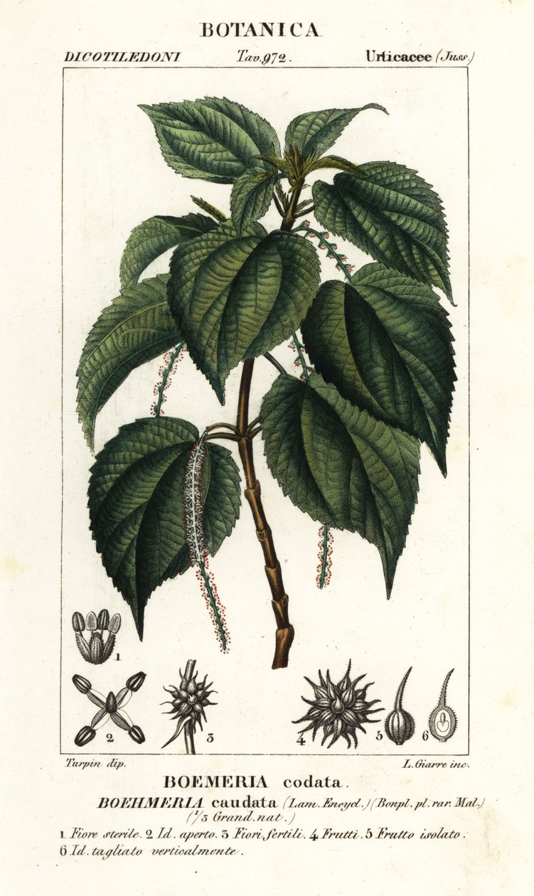 نبات القراص الكاذب ، Boehmeria caudata بواسطة ستانغي ستانغي