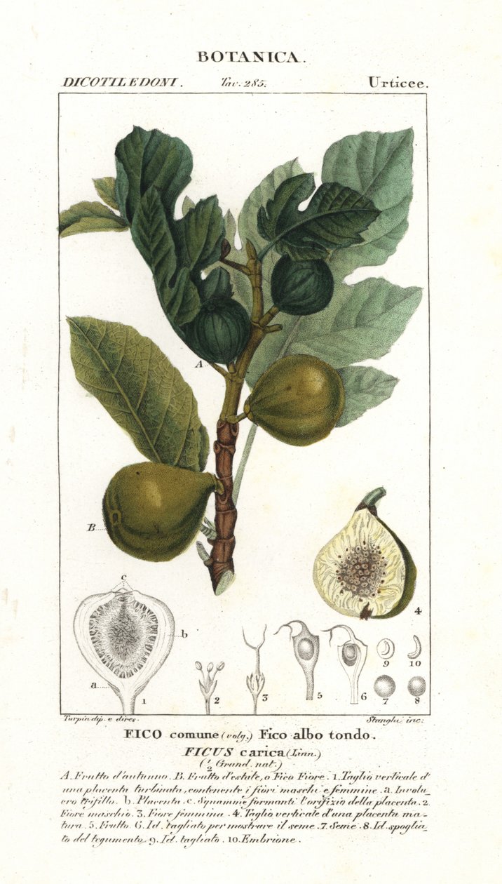 شجرة التين والفاكهة ، Ficus carica بواسطة ستانغي ستانغي