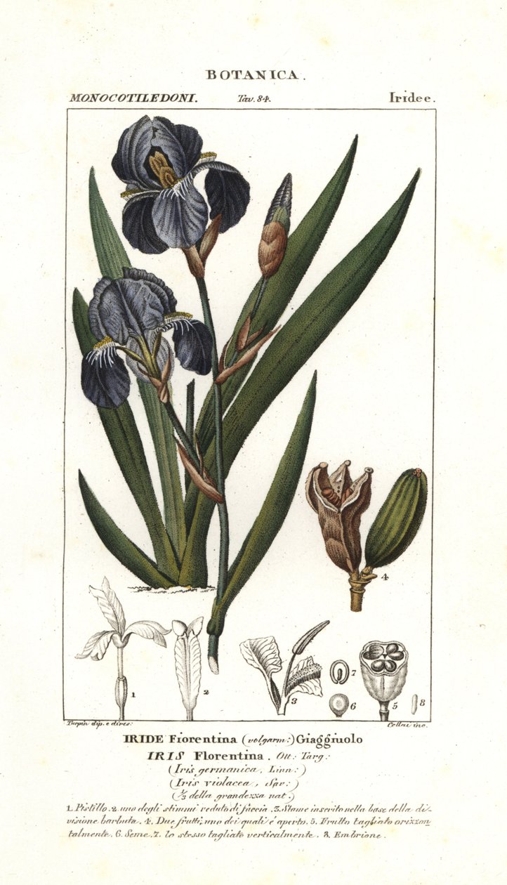 القزحية الفلورنسية ، Iris germanica var florentina بواسطة ستانغي ستانغي
