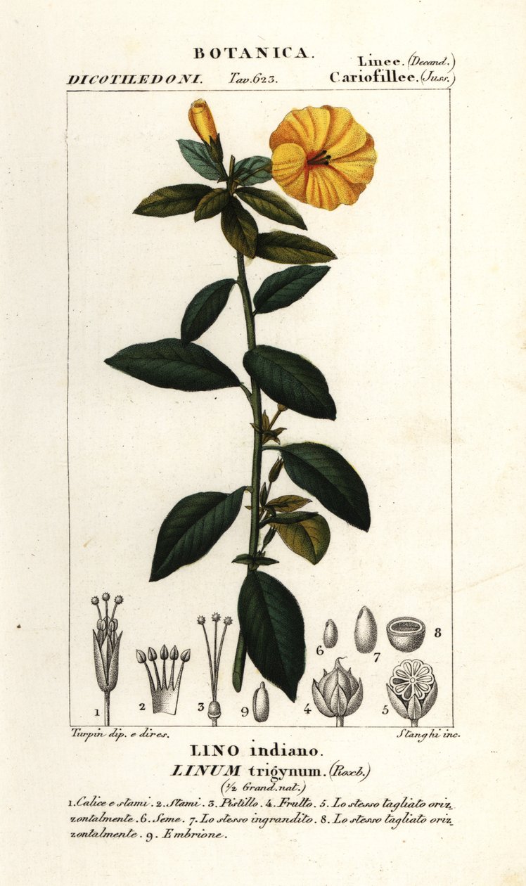 الكتان الفرنسي ، Linum trigynum بواسطة ستانغي ستانغي