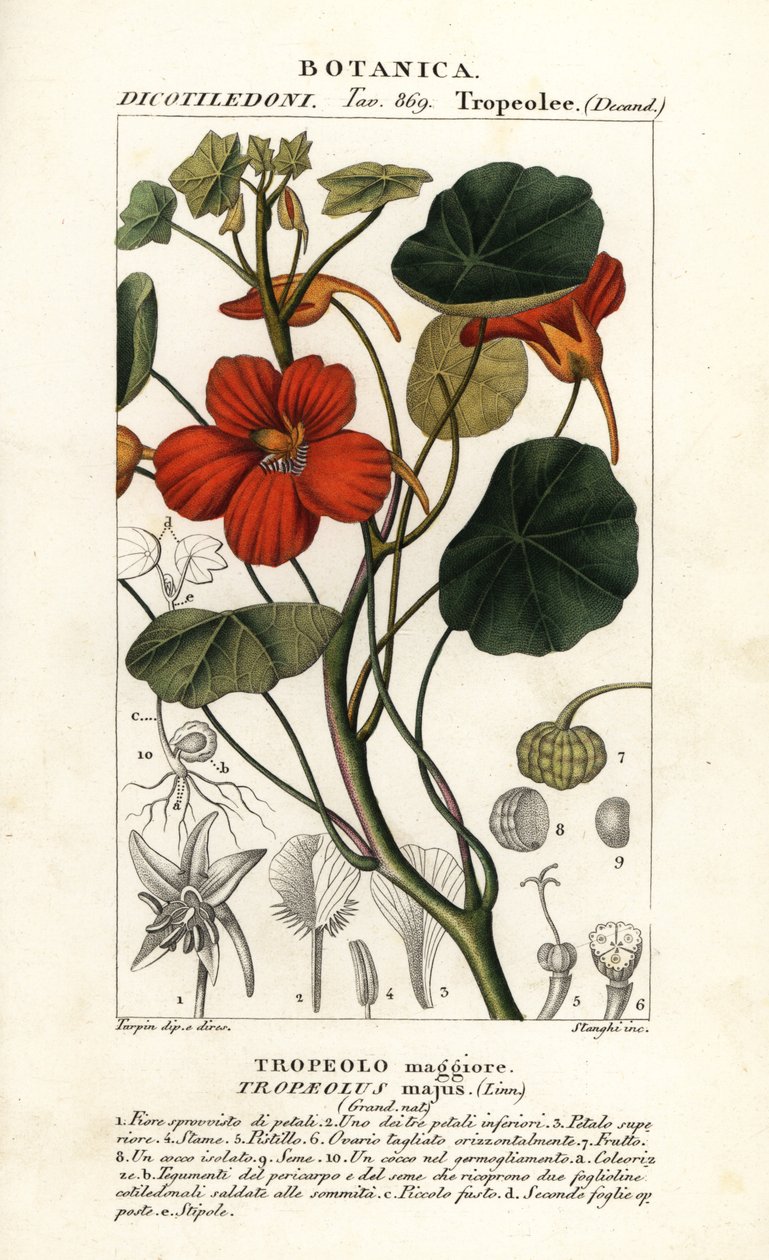 حديقة nasturtium، Tropaeolum الكبرى بواسطة ستانغي ستانغي