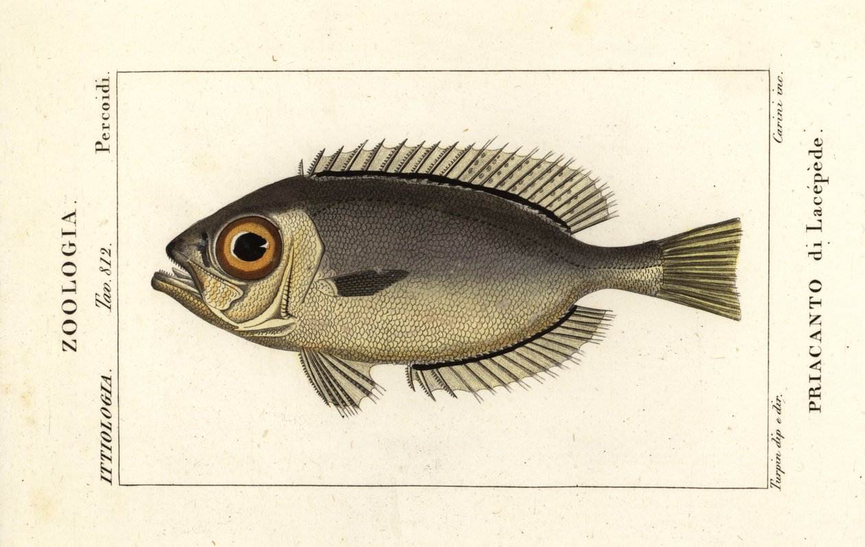 Glasseye bigeyes ، Heteropriacanthus cruentatus بواسطة ستانغي ستانغي