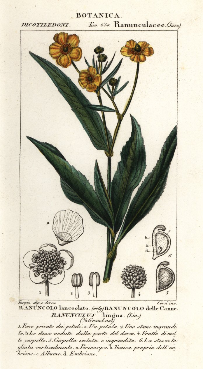أكبر spearwort ، حوذان lingua بواسطة ستانغي ستانغي