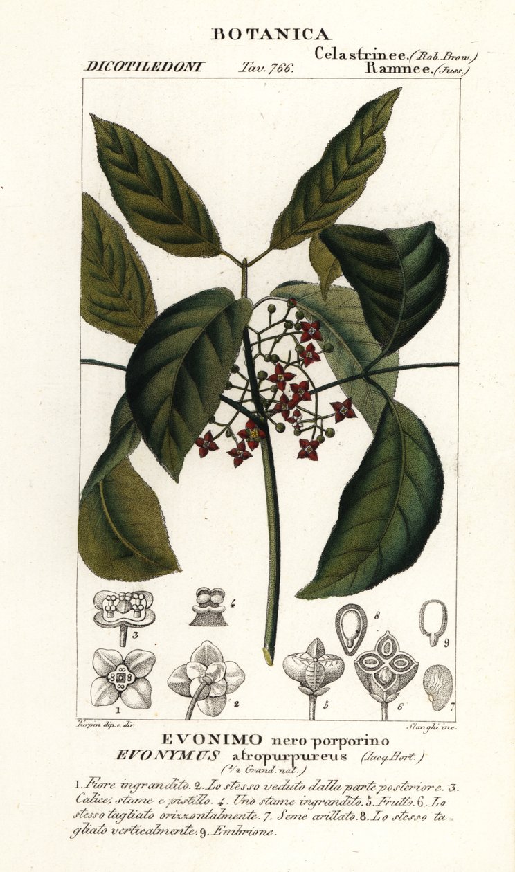 مغزل هاميلتون ، Euonymus hamiltonianus بواسطة ستانغي ستانغي