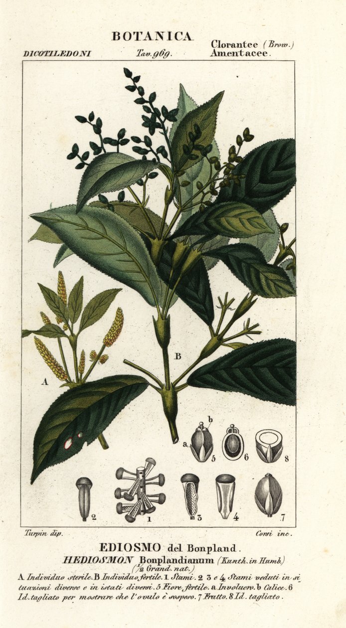 Hedyosmum bonplandianum بواسطة ستانغي ستانغي